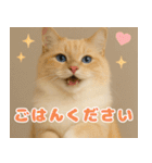 我が家の愛猫(妄想)（個別スタンプ：3）
