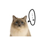 我が家の愛猫(妄想)（個別スタンプ：7）