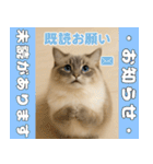 我が家の愛猫(妄想)（個別スタンプ：8）