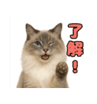 我が家の愛猫(妄想)（個別スタンプ：9）