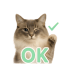 我が家の愛猫(妄想)（個別スタンプ：10）