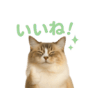 我が家の愛猫(妄想)（個別スタンプ：11）