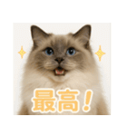 我が家の愛猫(妄想)（個別スタンプ：12）