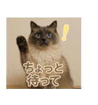 我が家の愛猫(妄想)（個別スタンプ：14）