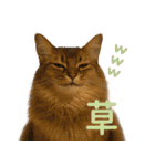 我が家の愛猫(妄想)（個別スタンプ：15）
