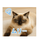 我が家の愛猫(妄想)（個別スタンプ：17）