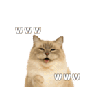 我が家の愛猫(妄想)（個別スタンプ：19）