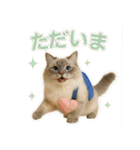 我が家の愛猫(妄想)（個別スタンプ：21）
