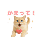 我が家の愛猫(妄想)（個別スタンプ：22）