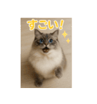 我が家の愛猫(妄想)（個別スタンプ：24）