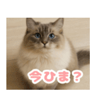 我が家の愛猫(妄想)（個別スタンプ：26）