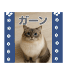 我が家の愛猫(妄想)（個別スタンプ：27）