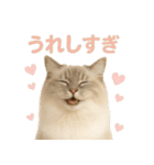 我が家の愛猫(妄想)（個別スタンプ：28）