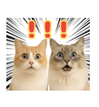 我が家の愛猫(妄想)（個別スタンプ：29）