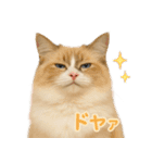 我が家の愛猫(妄想)（個別スタンプ：31）