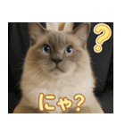 我が家の愛猫(妄想)（個別スタンプ：37）