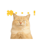 我が家の愛猫(妄想)（個別スタンプ：38）