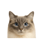 我が家の愛猫(妄想)（個別スタンプ：39）