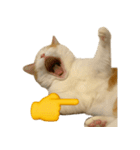 猫と黄色いおてて（個別スタンプ：14）
