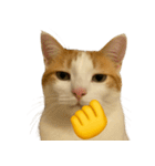 猫と黄色いおてて（個別スタンプ：36）