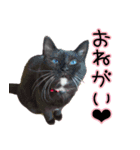 お嬢with実家ネコたち（個別スタンプ：31）