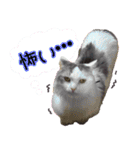 お嬢with実家ネコたち（個別スタンプ：32）