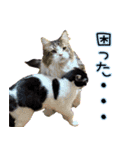 お嬢with実家ネコたち（個別スタンプ：34）