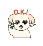 チワプーCIELくん（個別スタンプ：4）