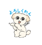 チワプーCIELくん（個別スタンプ：7）