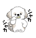 シーズー犬 2025 「リアクション」（個別スタンプ：1）