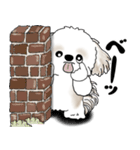 シーズー犬 2025 「リアクション」（個別スタンプ：4）