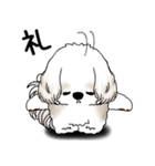 シーズー犬 2025 「リアクション」（個別スタンプ：10）