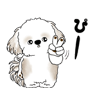シーズー犬 2025 「リアクション」（個別スタンプ：13）