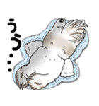 シーズー犬 2025 「リアクション」（個別スタンプ：20）