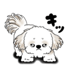 シーズー犬 2025 「リアクション」（個別スタンプ：31）