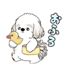 シーズー犬 2025 「リアクション」（個別スタンプ：37）