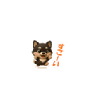 『超ちいさい』3D黒ポメ（個別スタンプ：16）
