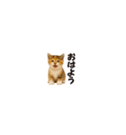 ちいさいスタンプ♪子猫の日常フレーズ（個別スタンプ：1）