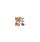 ちいさいスタンプ♪子猫の日常フレーズ（個別スタンプ：4）