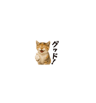 ちいさいスタンプ♪子猫の日常フレーズ（個別スタンプ：5）