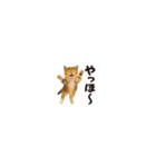 ちいさいスタンプ♪子猫の日常フレーズ（個別スタンプ：9）