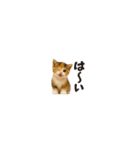 ちいさいスタンプ♪子猫の日常フレーズ（個別スタンプ：10）