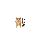 ちいさいスタンプ♪子猫の日常フレーズ（個別スタンプ：11）