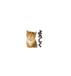 ちいさいスタンプ♪子猫の日常フレーズ（個別スタンプ：12）