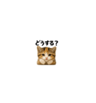 ちいさいスタンプ♪子猫の日常フレーズ（個別スタンプ：15）
