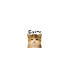 ちいさいスタンプ♪子猫の日常フレーズ（個別スタンプ：16）