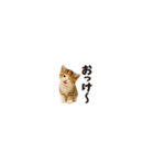 ちいさいスタンプ♪子猫の日常フレーズ（個別スタンプ：17）