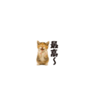 ちいさいスタンプ♪子猫の日常フレーズ（個別スタンプ：18）
