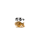 ちいさいスタンプ♪子猫の日常フレーズ（個別スタンプ：21）