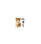 ちいさいスタンプ♪子猫の日常フレーズ（個別スタンプ：26）